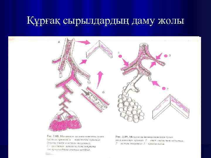 Құрғақ сырылдардың даму жолы 