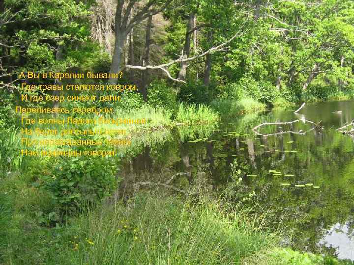 А Вы в Карелии бывали? Где травы стелются ковром, И где озер синеют дали,
