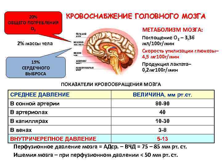 20% ОБЩЕГО ПОТРЕБЛЕНИЯ О 2 КРОВОСНАБЖЕНИЕ ГОЛОВНОГО МОЗГА МЕТАБОЛИЗМ МОЗГА: Поглощение О 2 –