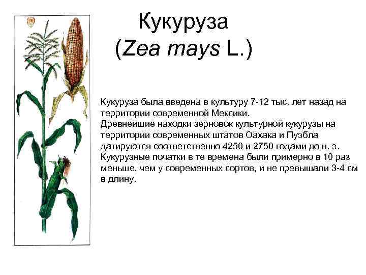 Кукуруза (Zea mays L. ) Кукуруза была введена в культуру 7 -12 тыс. лет