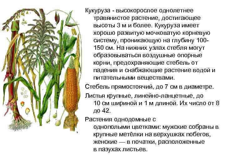 Кукуруза схема звуковая