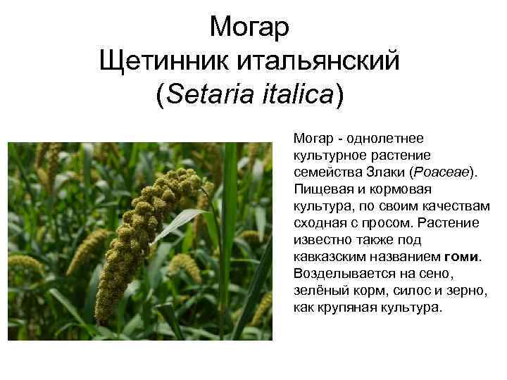 Могар Щетинник итальянский (Setaria italica) Могар - однолетнее культурное растение семейства Злаки (Poaceae). Пищевая