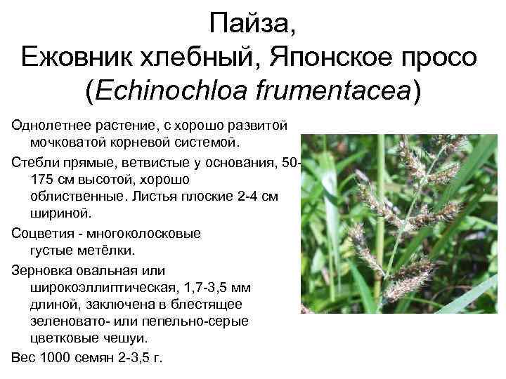 Пайза, Ежовник хлебный, Японское просо (Echinochloa frumentacea) Однолетнее растение, с хорошо развитой мочковатой корневой