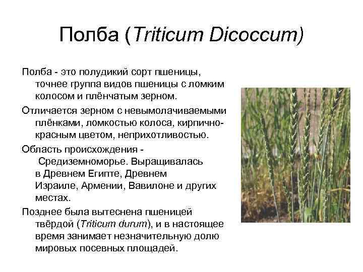 Полба (Triticum Dicoccum) Полба - это полудикий сорт пшеницы, точнее группа видов пшеницы с