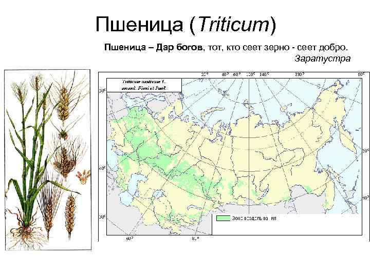 Контурная карта зерновые культуры