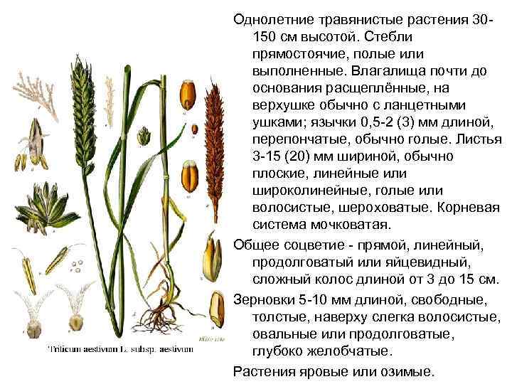 Плоды однолетнего травянистого