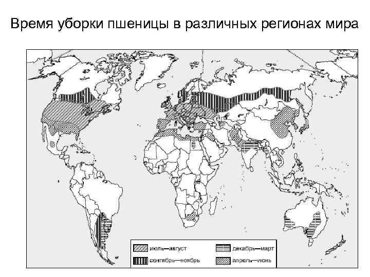 Время уборки пшеницы в различных регионах мира 