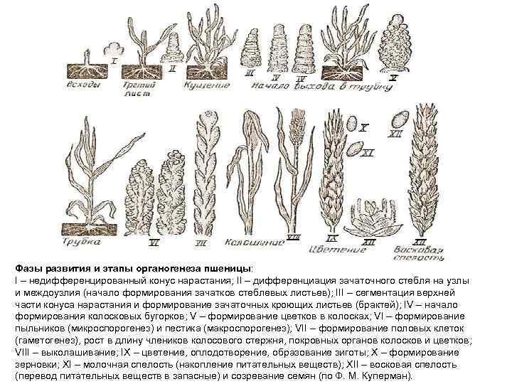 Схема производства семян элиты зерновых культур при использовании массового отбора включает