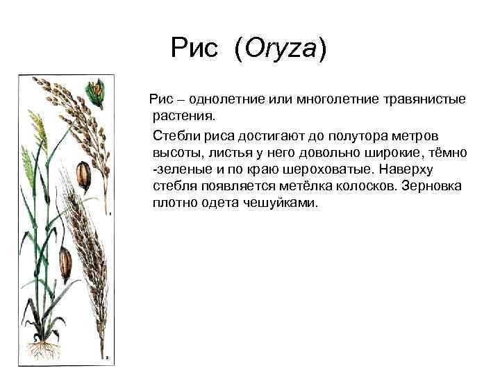 Рис (Oryza) Рис – однолетние или многолетние травянистые растения. Стебли риса достигают до полутора