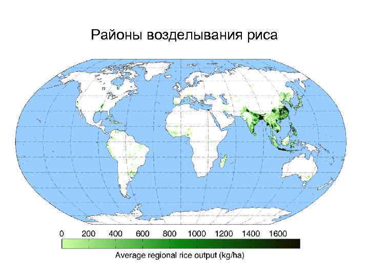 Районы возделывания риса 