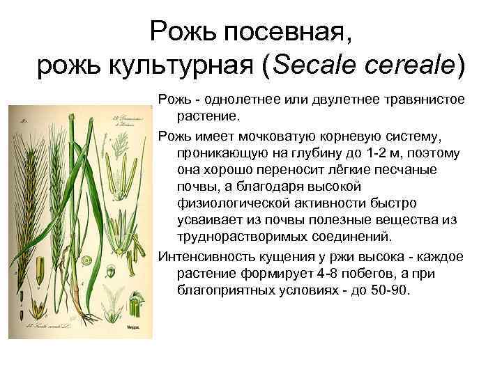 Рожь посевная, рожь культурная (Secale cereale) Рожь - однолетнее или двулетнее травянистое растение. Рожь