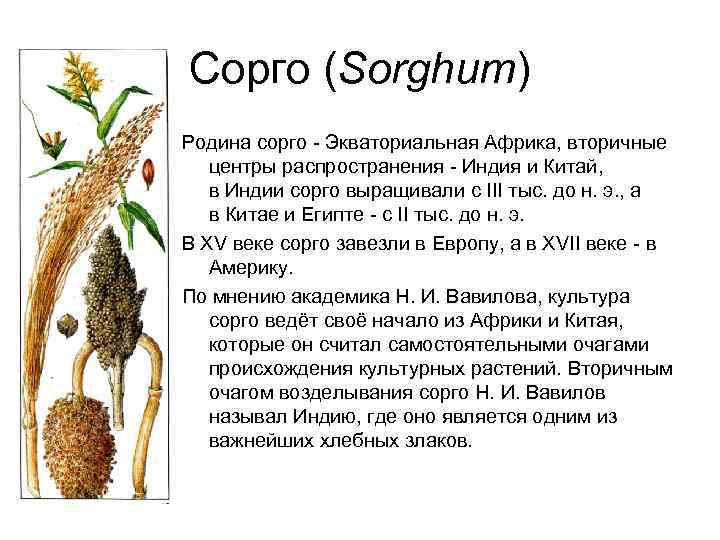 Сорго (Sorghum) Родина сорго - Экваториальная Африка, вторичные центры распространения - Индия и Китай,