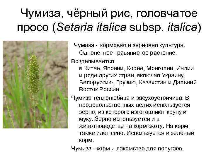 Чумиза, чёрный рис, головчатое просо (Setaria italica subsp. italica) Чумиза - кормовая и зерновая