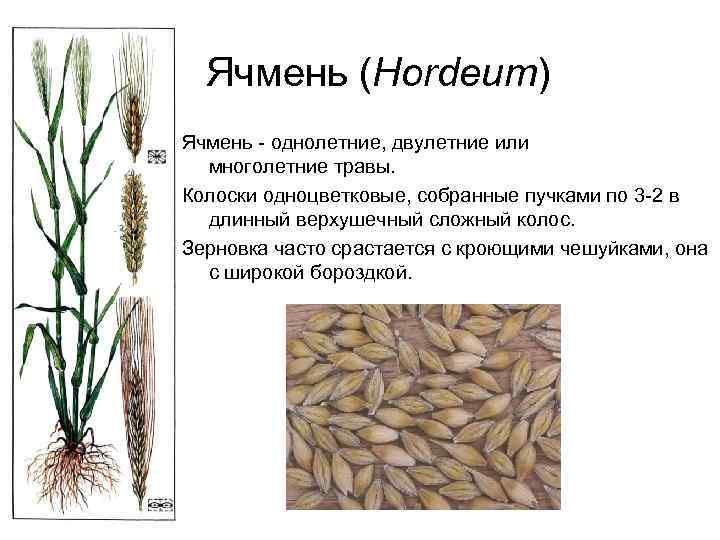 Ячмень (Hordeum) Ячмень - однолетние, двулетние или многолетние травы. Колоски одноцветковые, собранные пучками по