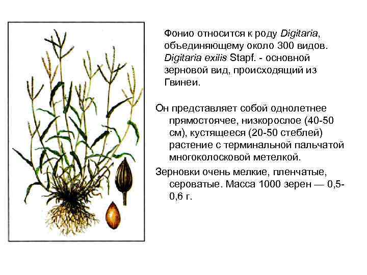 Фонио относится к роду Digitaria, объединяющему около 300 видов. Digitaria exilis Stapf. - основной