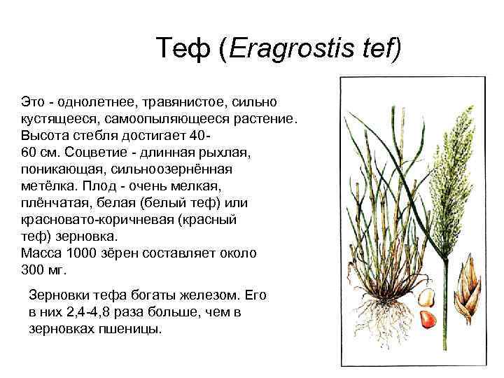 Теф (Eragrostis tef) Это - однолетнее, травянистое, сильно кустящееся, самоопыляющееся растение. Высота стебля достигает