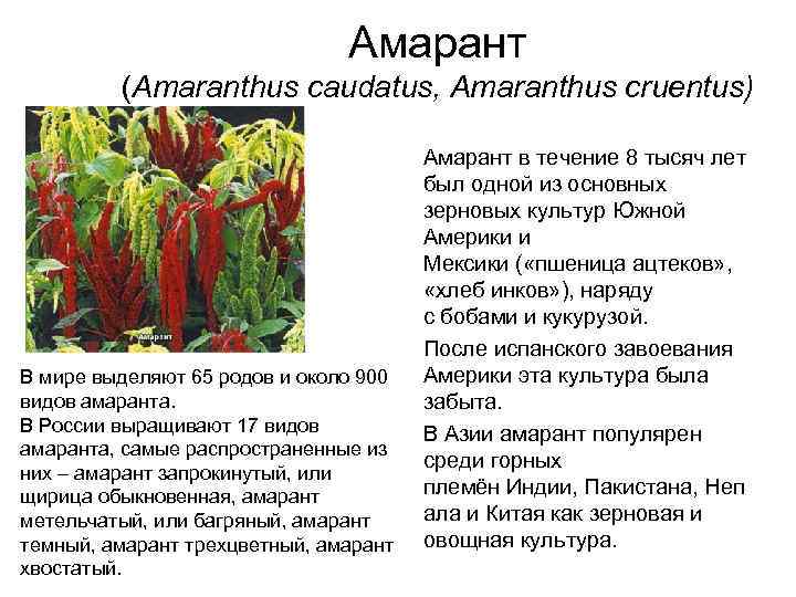 Амарант (Amaranthus caudatus, Amaranthus cruentus) В мире выделяют 65 родов и около 900 видов