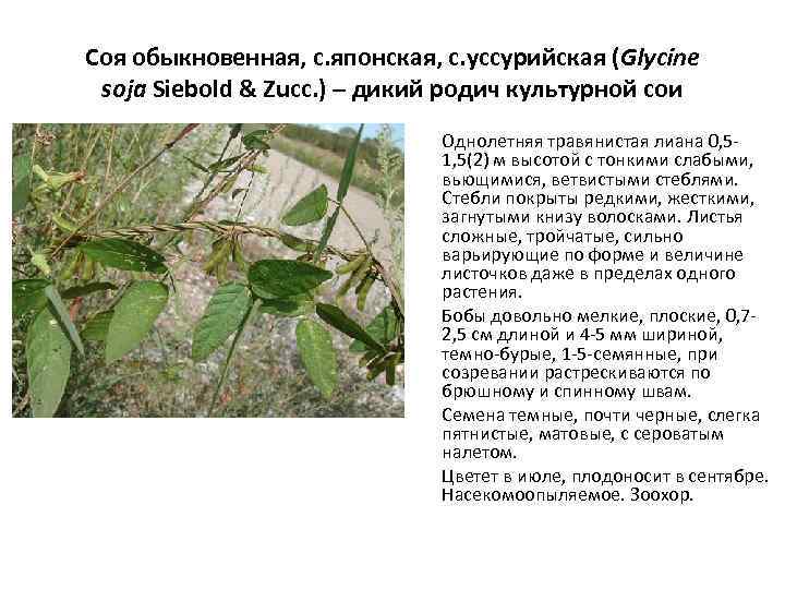 Соя обыкновенная, с. японская, с. уссурийская (Glycine soja Siebold & Zucc. ) – дикий