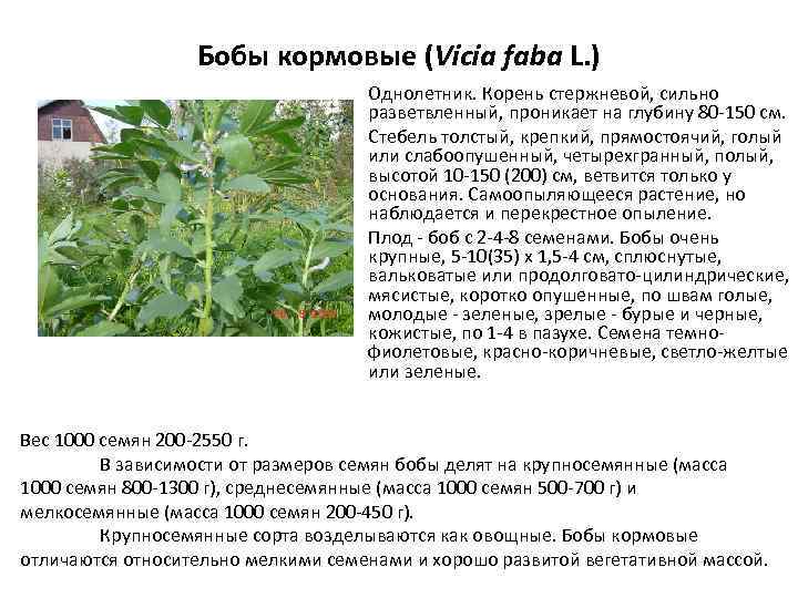 Бобы кормовые (Vicia faba L. ) Однолетник. Корень стержневой, сильно разветвленный, проникает на глубину