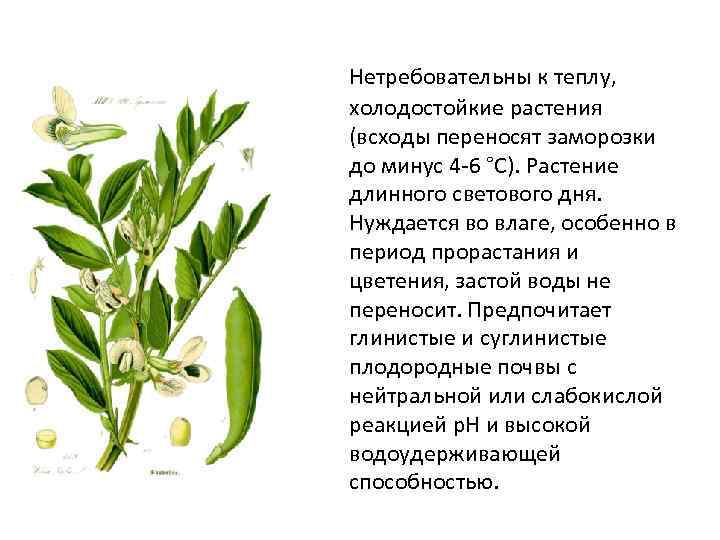 Нетребовательны к теплу, холодостойкие растения (всходы переносят заморозки до минус 4 -6 °С). Растение