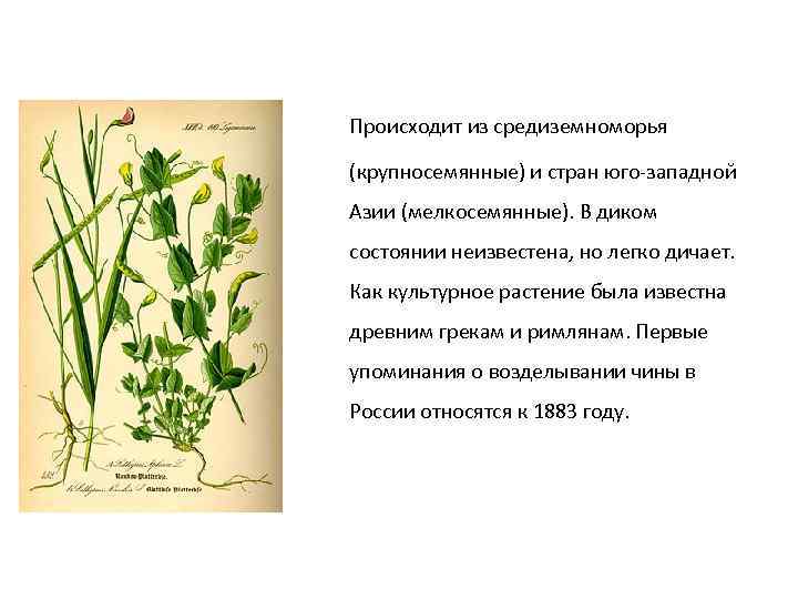 Происходит из средиземноморья (крупносемянные) и стран юго-западной Азии (мелкосемянные). В диком состоянии неизвестена, но