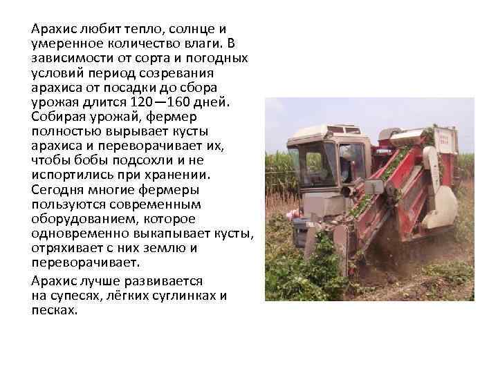 Арахис любит тепло, солнце и умеренное количество влаги. В зависимости от сорта и погодных