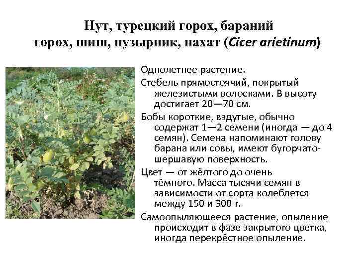 Нут, турецкий горох, бараний горох, шиш, пузырник, нахат (Cicer arietinum) Однолетнее растение. Стебель прямостоячий,