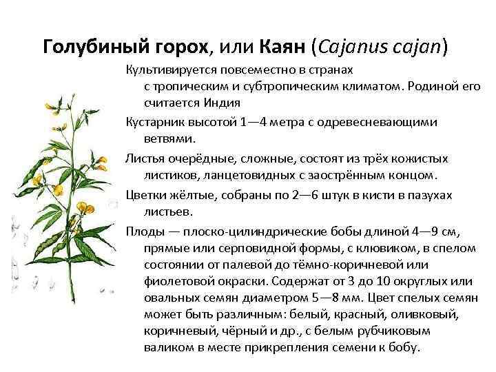 Голубиный горох, или Каян (Cajanus cajan) Культивируется повсеместно в странах с тропическим и субтропическим