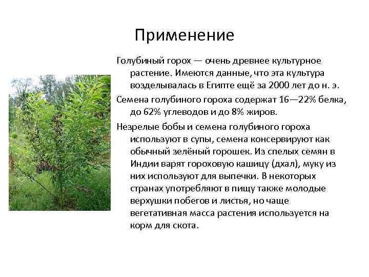 Применение Голубиный горох — очень древнее культурное растение. Имеются данные, что эта культура возделывалась