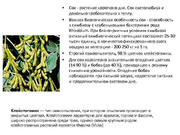  • • Соя - растение короткого дня. Соя светолюбива и довольно требовательна к