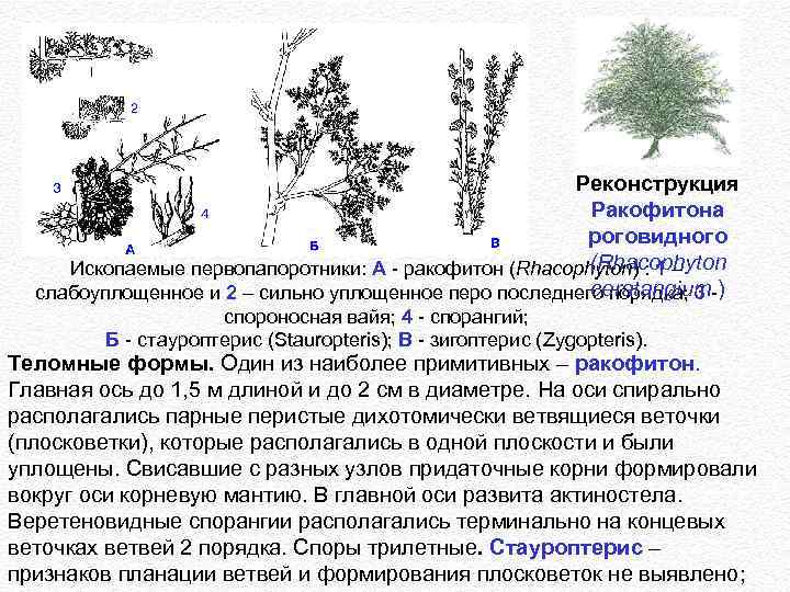 Определите по рисунку к какому отделу и классу относят изображенное растение приведите признаки