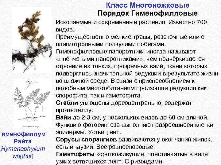 Гименофиллум Райта (Hymenophyllum wrightii) Класс Многоножковые Порядок Гименофилловые Ископаемые и современные растения. Известно 700