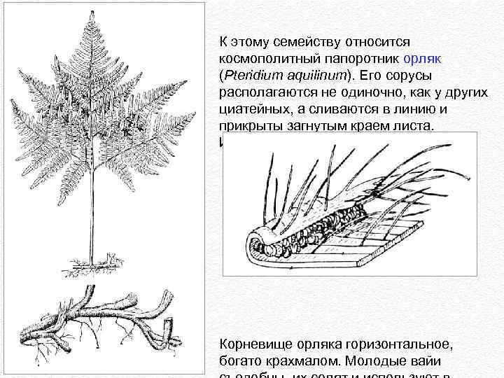 К этому семейству относится космополитный папоротник орляк (Pteridium aquilinum). Его сорусы располагаются не одиночно,