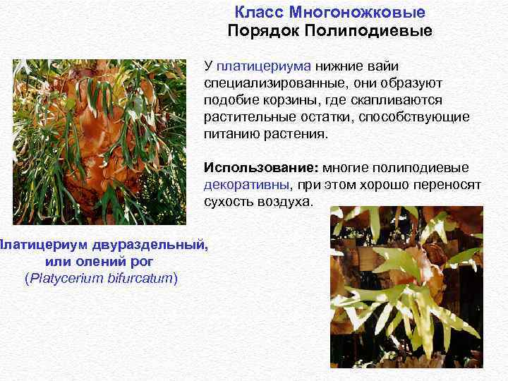 Класс Многоножковые Порядок Полиподиевые http: //www. botany. com/8. 24. gif У платицериума нижние вайи