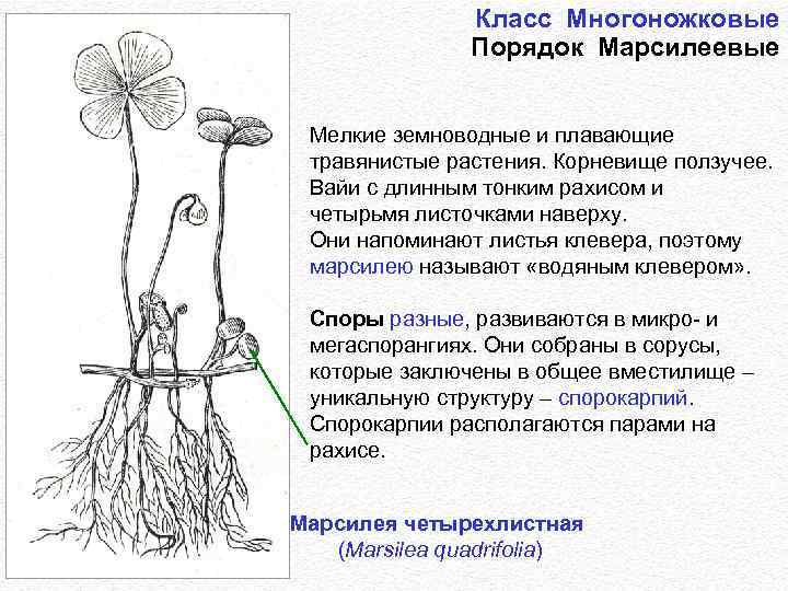 Класс Многоножковые Порядок Марсилеевые Мелкие земноводные и плавающие травянистые растения. Корневище ползучее. Вайи с