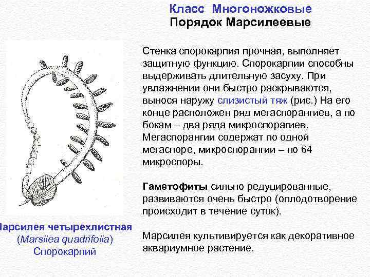 Класс Многоножковые Порядок Марсилеевые Стенка спорокарпия прочная, выполняет защитную функцию. Спорокарпии способны выдерживать длительную