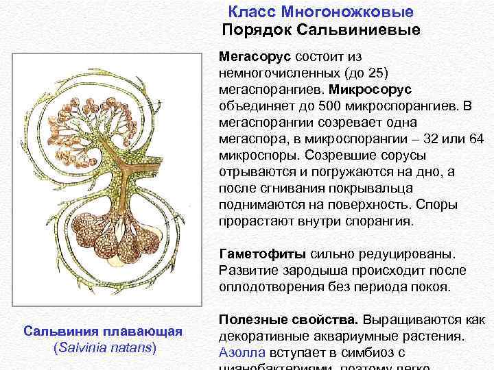 Класс Многоножковые Порядок Сальвиниевые Мегасорус состоит из немногочисленных (до 25) мегаспорангиев. Микросорус объединяет до