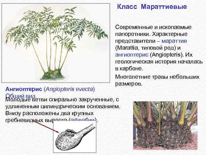 Класс Мараттиевые Современные и ископаемые папоротники. Характерные представители – мараттия (Marattia, типовой род) и