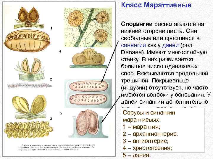 Класс Мараттиевые Спорангии располагаются на нижней стороне листа. Они свободные или сросшиеся в синангии