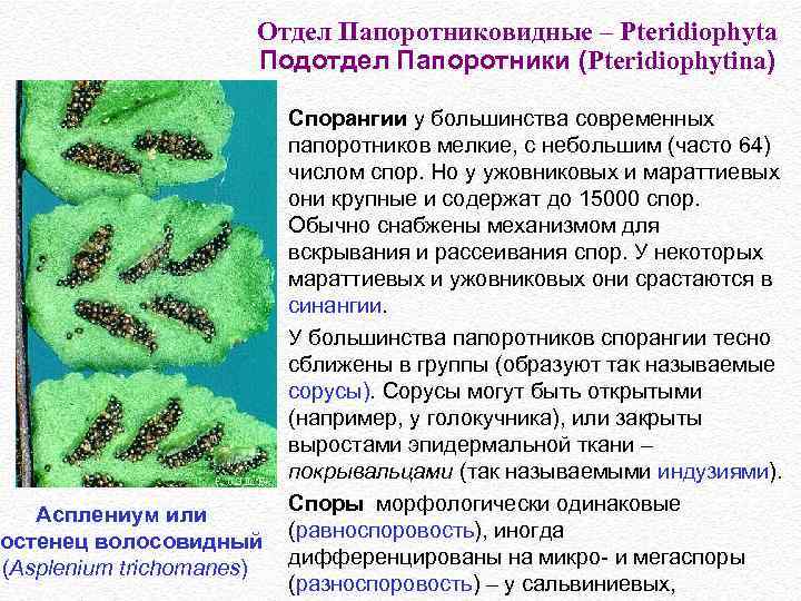 Отдел Папоротниковидные – Pteridiophyta Подотдел Папоротники (Pteridiophytina) Асплениум или остенец волосовидный (Asplenium trichomanes) Спорангии