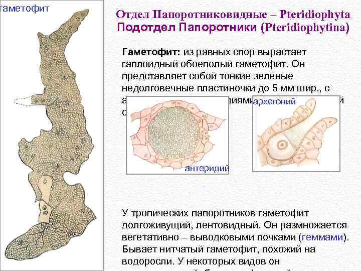 гаметофит Отдел Папоротниковидные – Pteridiophyta Подотдел Папоротники (Pteridiophytina) Гаметофит: из равных спор вырастает гаплоидный