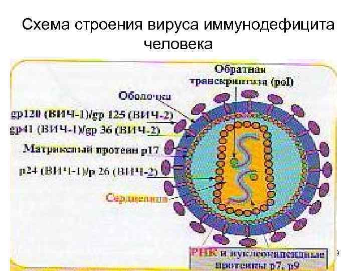 Схема строения вируса иммунодефицита человека 79 