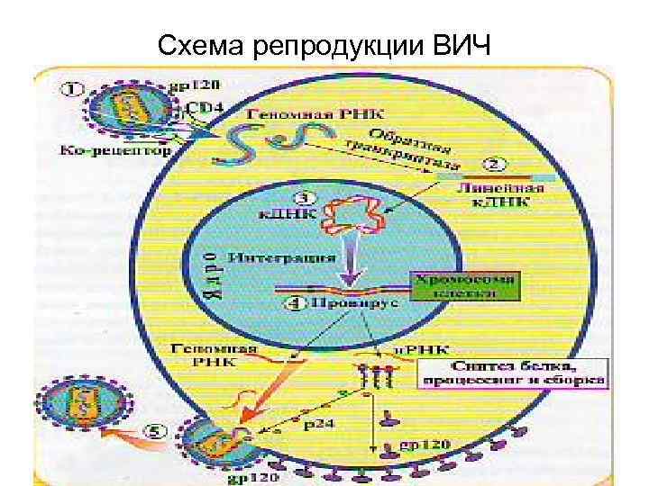 Схема репродукции ВИЧ 84 