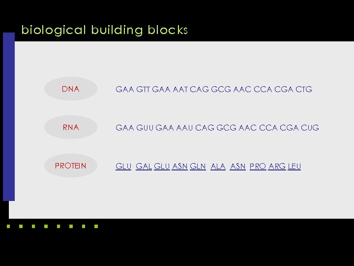 biological building blocks DNA GAA GTT GAA AAT CAG GCG AAC CCA CGA CTG