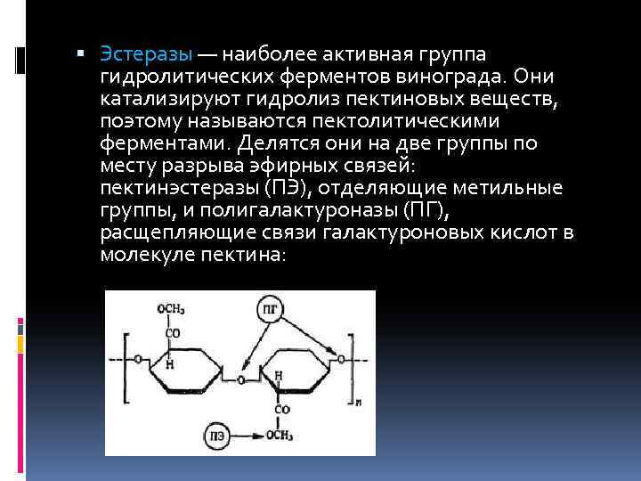  Эстеразы — наиболее активная группа гидролитических ферментов винограда. Они катализируют гидролиз пектиновых веществ,