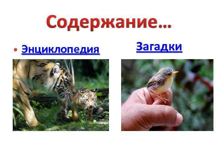 Содержание… • Энциклопедия Загадки 