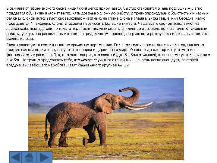 В отличие от африканского слона индийский легко приручается, быстро становится очень послушным, легко поддается