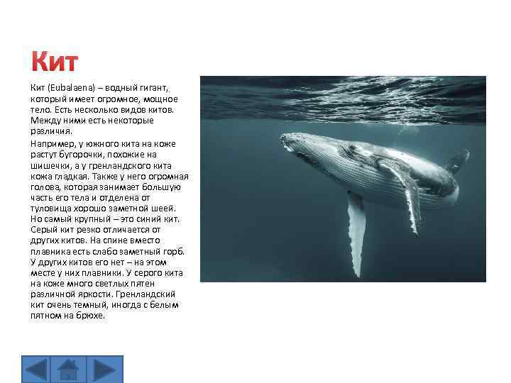 Кит (Eubalaena) – водный гигант, который имеет огромное, мощное тело. Есть несколько видов китов.