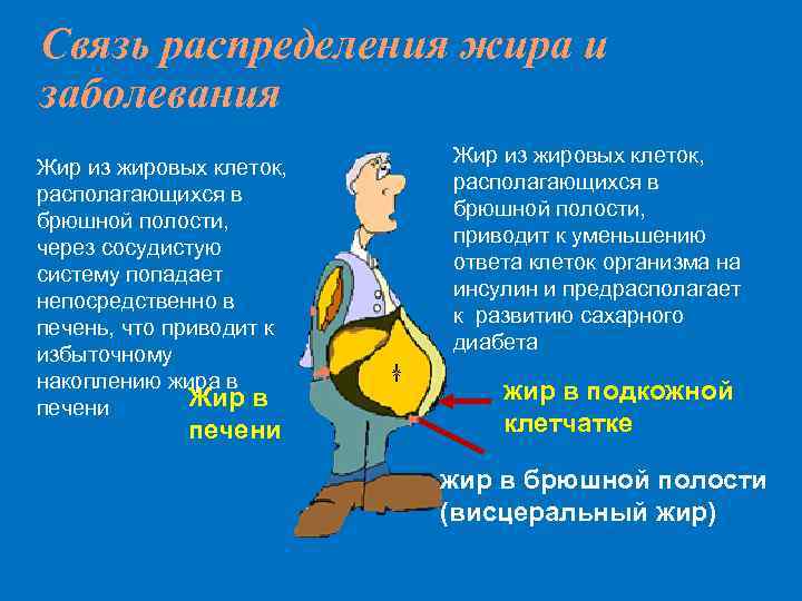 Связь распределения жира и заболевания Жир из жировых клеток, располагающихся в брюшной полости, через