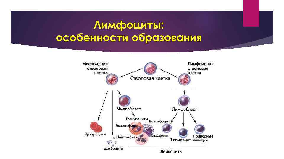 Роль лимфоцитов в очаге воспаления. Где образуются лимфоциты.